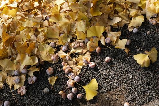 地面に落ちたのイチョウの葉と銀杏実 落葉,銀杏,イチョウの写真素材