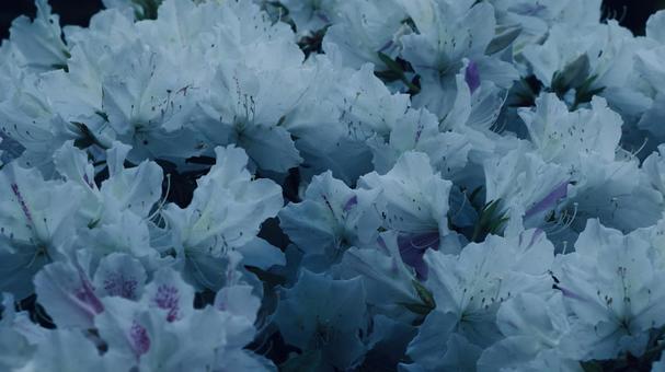 躑躅 [寒色補正]版 縦横16:9 躑躅,つつじ,ツツジの写真素材