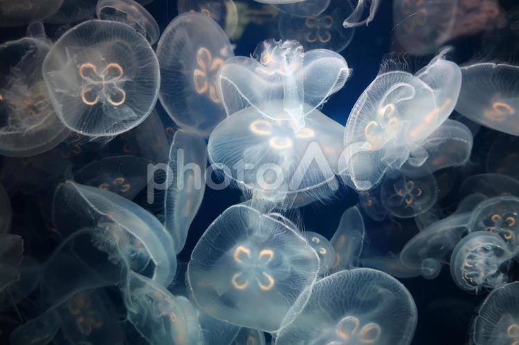 クラゲ クラゲ,くらげ,海月の写真素材