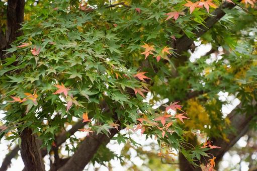 紅葉 紅葉の写真