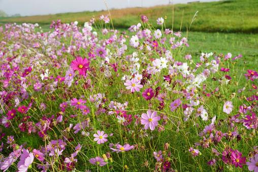 コスモスの花 コスモス,秋,花の写真素材