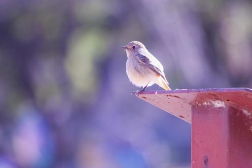 美しい背景と可愛いジョウビタキの雌 美しい背景と可愛いジョウビタキの雌 鳥,ジョウビタキ,冬の写真素材