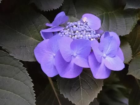 紫陽花 紫陽花の写真