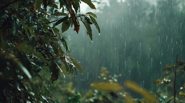 葉を打つ雨のクローズアップ 葉を打つ雨のクローズアップの写真