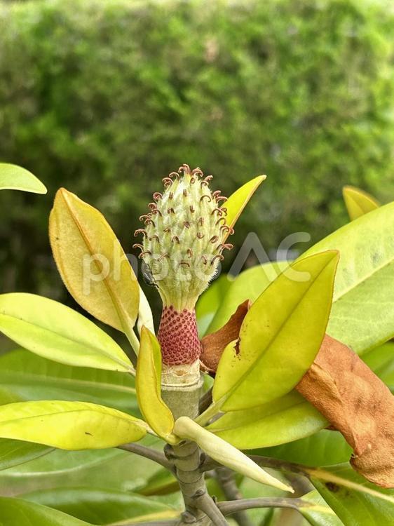 タイサンボク(泰山木)の花芯 タイサンボク,泰山木,花芯の写真素材