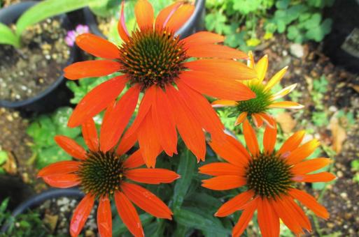 エキナセアの花 エキナセアの花の写真