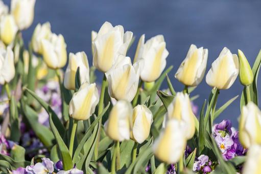 Tulip 23 (Tahara City), JPG