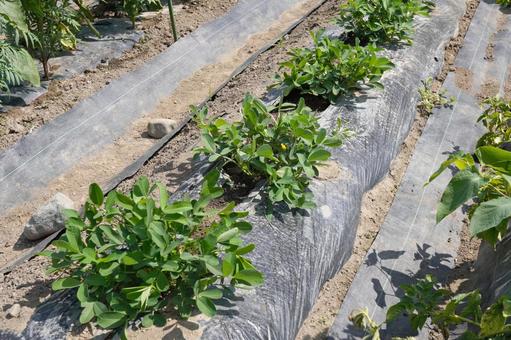 落花生栽培(マルチ剥がし)20 落花生栽培(マルチ剥がし)20 落花生,夏野菜,家庭菜園の写真素材
