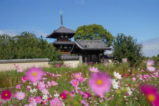 法起寺のコスモス 風景,秋,10月の写真素材