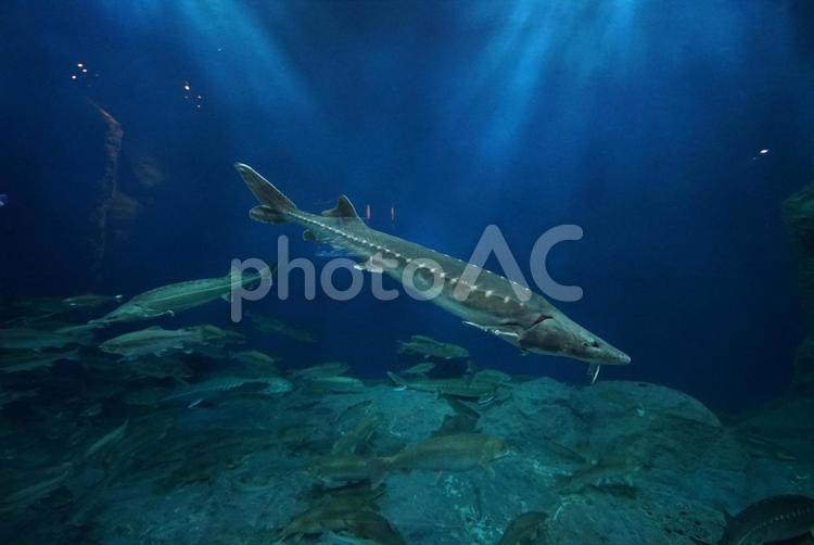 神秘な世界 水族館,さかな,屋内の写真素材