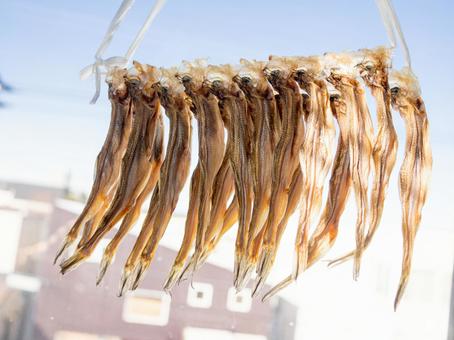 ししゃも シシャモ 柳葉魚 ししゃも シシャモ 柳葉魚 ししゃも,シシャモ,柳葉魚の写真素材