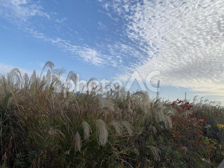 冬の空模様とすすき 空,自然,背景の写真素材