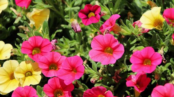 Photo, petunia, tsubukane morning glory, punching the root of the face of yan, 