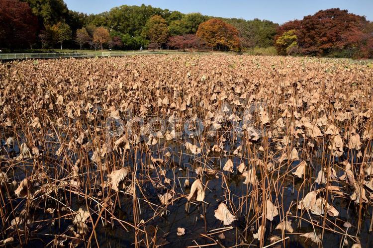 枯れた蓮_1 はす,ハス,晩秋の写真素材