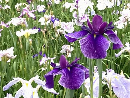 初夏の花 満開の花菖蒲 初夏の花 満開の花菖蒲の写真