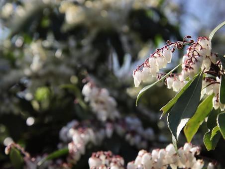 可愛らしいアセビの花 可愛らしいアセビの花の写真