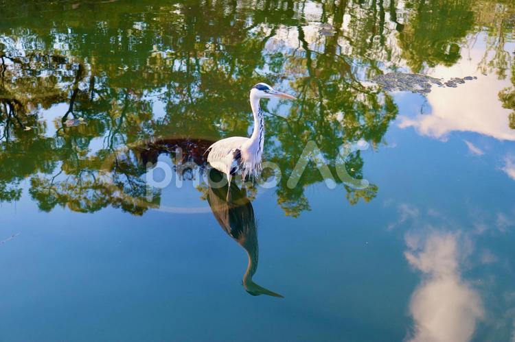 アオサギ　池　水面 アオサギ,鳥,晴れの写真素材