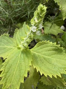 青紫蘇の花 01 青紫蘇の花 01 シソ,紫蘇,大葉の写真素材