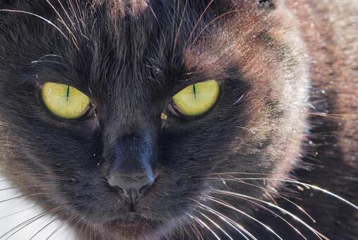 黒猫の鋭い目 黒猫,クロネコ,ノラネコの写真素材