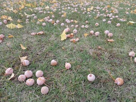 ぎんなんの実 ぎんなん,銀杏,イチョウの写真素材