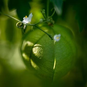フウセンカズラ フウセンカズラの写真