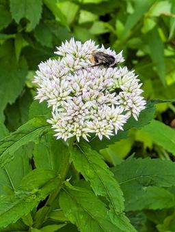 ヒヨドリバナとハナバチ ヒヨドリバナとハナバチ ヒヨドリバナ,花,山野草の写真素材