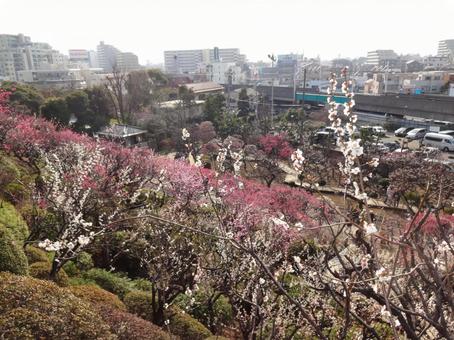 池上梅園の梅 池上梅園の梅 池上梅園,池上,梅園の写真素材