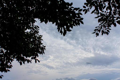 Cloudy sky and silhouette of a tree, JPG