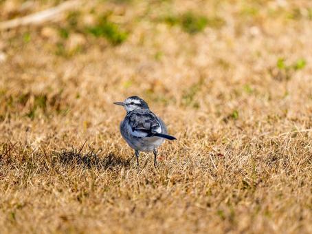 地面を歩くハクセキレイ 地面を歩くハクセキレイの写真