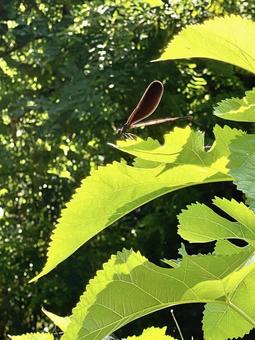 Butterfly dragonfly, JPG Butterfly dragonfly, JPG