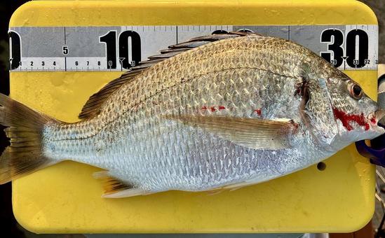 海釣りにてキビレ 海釣りにてキビレ キビレ,キチヌ,黄チヌの写真素材