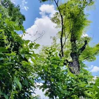 木々の間から空 木々の間から空 空,樹木,夏の写真素材