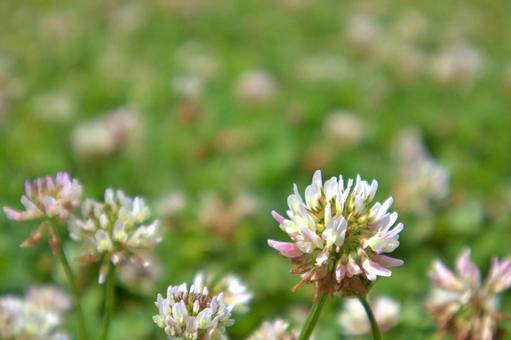 Scenery of a meadow with blooming white clover, white clover, grassland, landscape, JPG