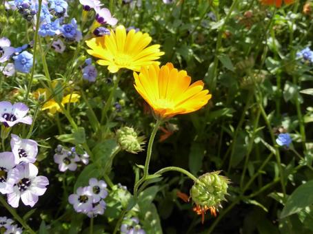 公園の花壇に咲くキンセンカ 公園の花壇に咲くキンセンカの写真