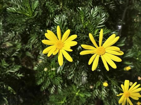 黄色い花 黄色い花 黄色い花,花,はなの写真素材