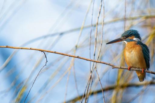 枝にとまるカワセミ・コピースペースの写真