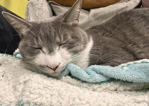 寝るシロサバ猫 ねこ,cat,かわいいの写真素材