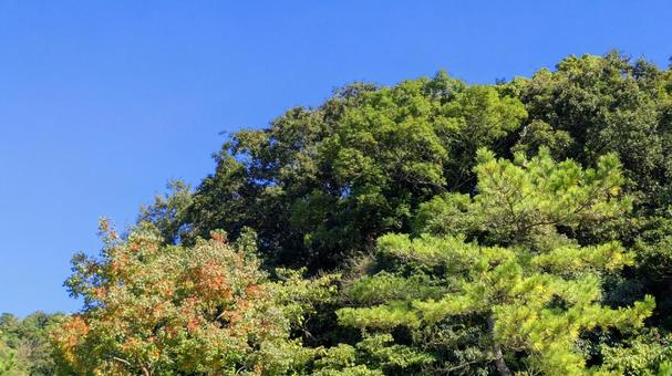 樹冠のグラデーション 空,空背景,秋の写真素材