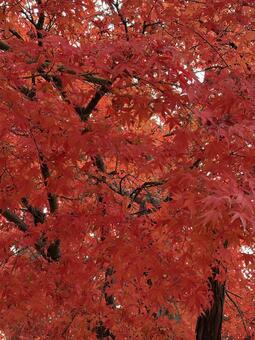 紅葉 長野県,松本市,なわて通り商店街の写真素材