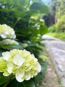 紫陽花・白色 紫陽花・白色の写真