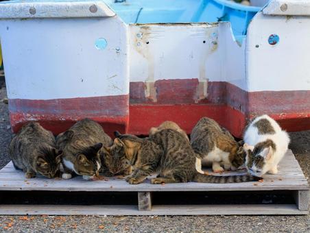 港で生活する野良猫の大家族です。 港で生活する野良猫の大家族です。の写真