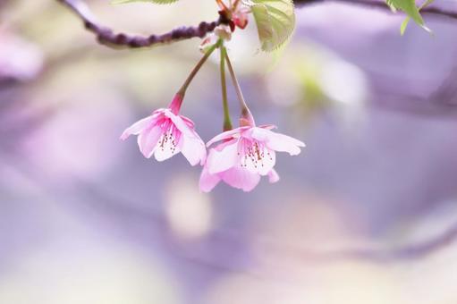 可憐な美しい桜の穴 桜,春,花の写真素材
