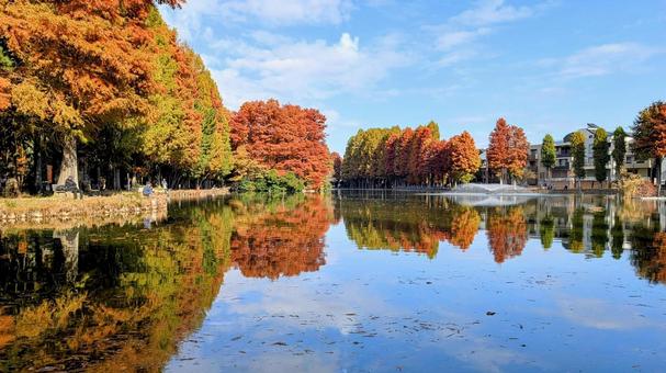 別所沼公園の紅葉 別所沼公園,秋,紅葉の写真素材