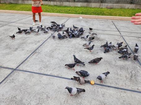 鳩　餌やり 鳩,ハト,野鳥の写真素材