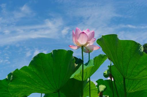 大賀蓮 ハス,蓮池,ピンクの写真素材