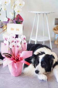 胡蝶蘭とペット 胡蝶蘭,シニア犬,老犬の写真素材