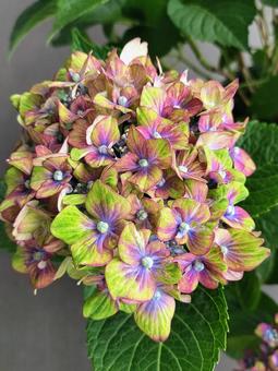 紫陽花・シュロスバッカーバルト 紫陽花・シュロスバッカーバルトの写真