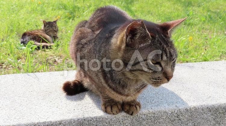 日向ぼっこして寛ぐもふもふな猫様たち 猫,キジトラ,日向ぼっこの写真素材