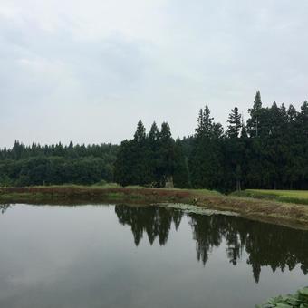 リフレクションと深い緑 リフレクションと深い緑 水面,森,湖の写真素材