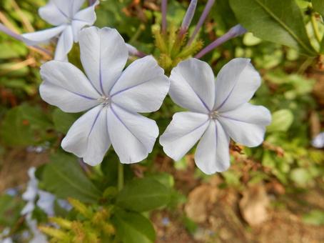 【花の写真】ルリマツリ（瑠璃茉莉）の写真